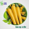 All Season Hybrid Yellow Color Carrot Seeds 30 Pice. 