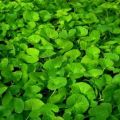 Centella leaf powder/Thankuni pata gura- 100gm. 