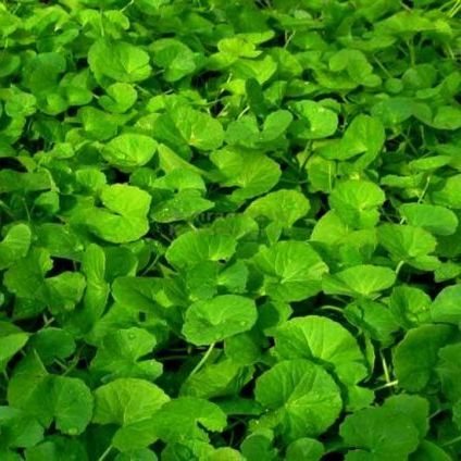 Centella%20leaf%20powder/Thankuni%20pata%20gura-%20100gm%20-%20Image%203