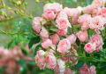 Global Rare Mary Colorful Rose Flower Tree Seeds - 30+ Seeds. 