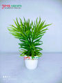 Artificial Rubber Cactus Plant In Small Plastic Tob 6 inc For Decoration. 