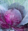 Red Cabbage seed - 50+- pcs. 
