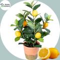 Dwarf Lemon Tree Seeds - 10 Pcs Seeds.