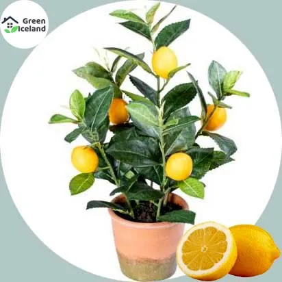 Dwarf%20Lemon%20Tree%20Seeds%20-%2010%20Pcs%20Seeds%20-%20Image%202