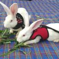Cute Rabbit Harness Leash Set Bunny Vest Harnesses Guinea Pig Leashes For Outdoor Walking Lead Rope For Small Pets Supplies.