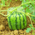 Square Heart Watermelon Mold Garden Fruit Growth Forming Shaping Mould Tool Eatop. 