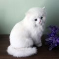 Realistic Cute Simulation Stuffed Plush White Persian Cats Toys Cat Dolls Table Decor Kids Boys Girls.