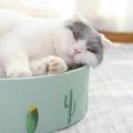 Cactus Cat Scratch Board Round Cat Scratch Corrugated Cat Toy. 