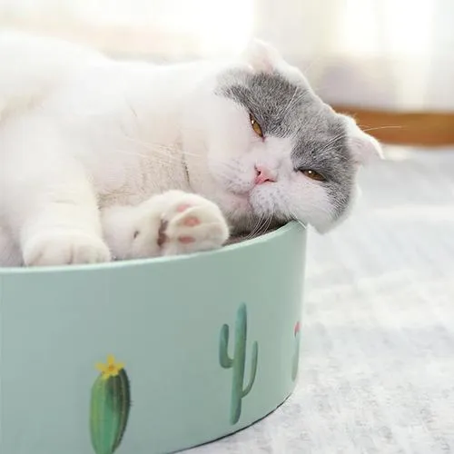 Cactus%20Cat%20Scratch%20Board%20Round%20Cat%20Scratch%20Corrugated%20Cat%20Toy%20-%20Image%202