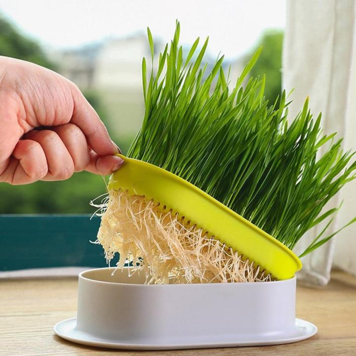 Hydroponic Cat Grass Tray Buy Hydroponic Cat Grass Growing Kit (No