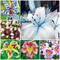 Rainbow Lily of Valley Flower Seeds - 20 Pcs Seeds. 