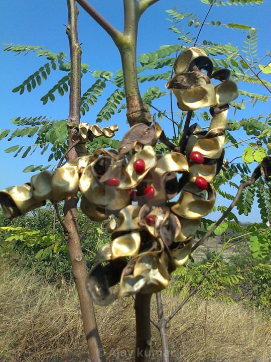 Blood%20Sandalwood%20Tree%20Seeds-%205Pcs%20seeds%20-%20Image%204