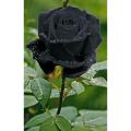 25 Pcs Black Colour Roses Flower SeedS- 25 Pcs Seeds.
