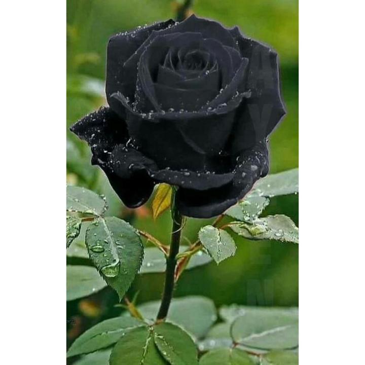 25 Pcs Black Colour Roses Flower SeedS- 25 Pcs Seeds