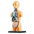 3D Removable Anatomical Human Torso Model for Education Human Structure Teaching for Child Kid Student. 