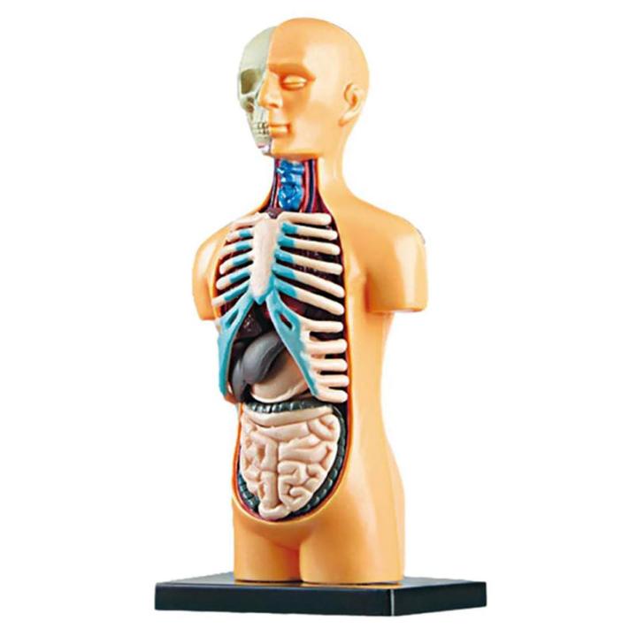 3D Removable Anatomical Human Torso Model for Education Human Structure Teaching for Child Kid Student