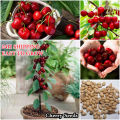 All Season Sweet Red Cherry Bonsai Seeds - 5 Piece Seeds.