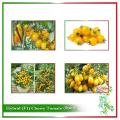 Hybrid (F1) Yellow Cherry Tomato Seed - 20 Seeds.