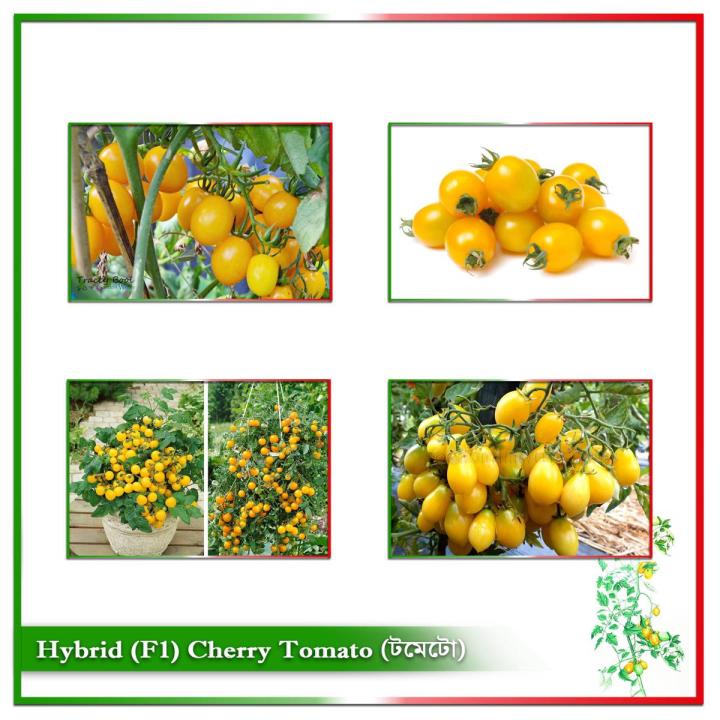 Hybrid (F1) Yellow Cherry Tomato Seed - 20 Seeds