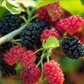 Red And Black Sweet Mulberry Seeds - 20+ Pcs Seeds.