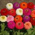 Global Zinnia Flower Seeds  - 20 Pcs SeedS. 