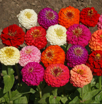 Global%20Zinnia%20Flower%20Seeds%20%20-%2020%C2%A0Pcs%20SeedS%20-%20Image%204