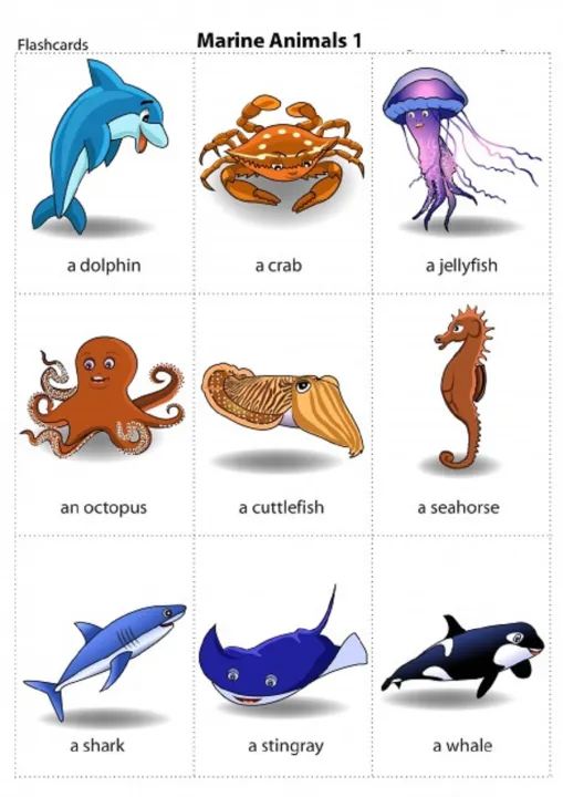 Fish%20Flash%20Card%20for%20Kids%20Early%20Learning%2024%20Cards%20-%20Image%205