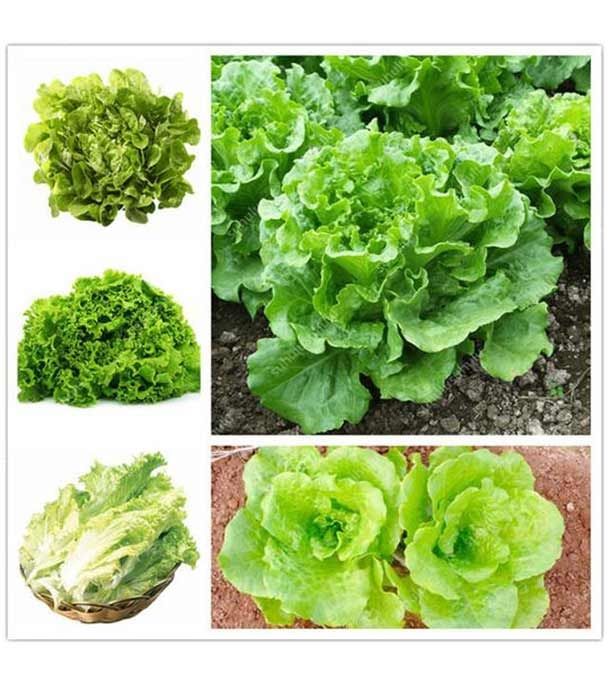 100Pcs%20-Home%20garden%20plant%20Lettuce%20Grand%20Rapid%20Seeds%20Easy%20to%20Grow%20-%20Image%204