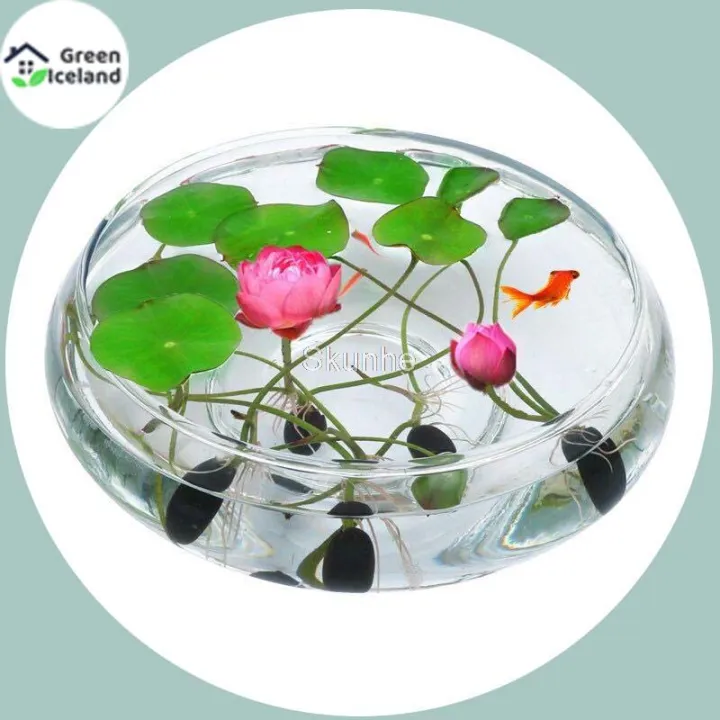 All%20Season%20Lotus%20Flower%20/%20Water%20Lily%20Seeds%20-%205%20Pcs%20Seeds%20-%20Image%203