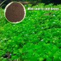 300+ Leoie Aquarium Plant Seeds Aquatic Water Grass for Fish Tank Foreground Plant Decor. 