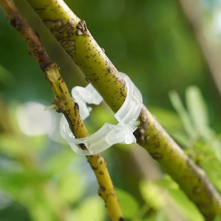 Plant%20Clip%20Supports%20Reusable%20Plastic%20Connects%20Fixing%20Vine%20Vegetable%20Plants%20Orchard%20%20and%20garden%20Tools%20-%20Image%206