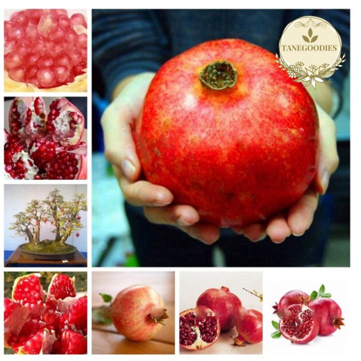All%20Season%20Sweet%20Pomegrante%20Bedana%20-%2020+%20Seeds%20-%20Image%204