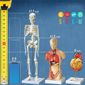 Human Heart, Torso and Skeleton Model for Anatomy and Physiology Students Hands-on 3D Model Learning Tool As Shown 3 Piece. 