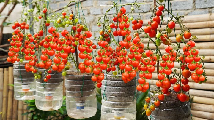 Hybrid%20cherry%20tomato%20seed%2025%20pice%20+%20gift%20-%20Image%204