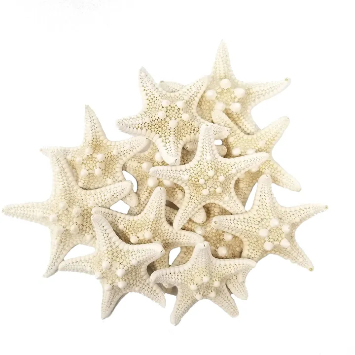 10Pcs%20White%20Knobby%20Star%20Fish%20Natural%20Dried%20Starfish%20Sea%20Star%20Beach%20Craft%20Wedding%20Party%20Home%20Decor%20DIY%20Hanging%20Ornaments%20Photography%20Props%20-%20Image%204