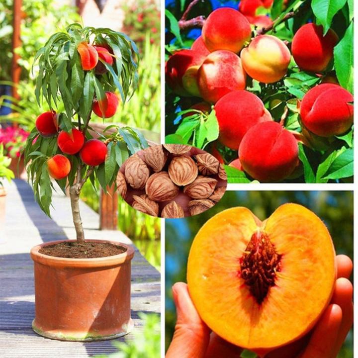 Peach tree Plantas,easy to grow,sweet peach tree bonsai plant & seeds for  garden-10Pcs seeds | Daraz.com.bd