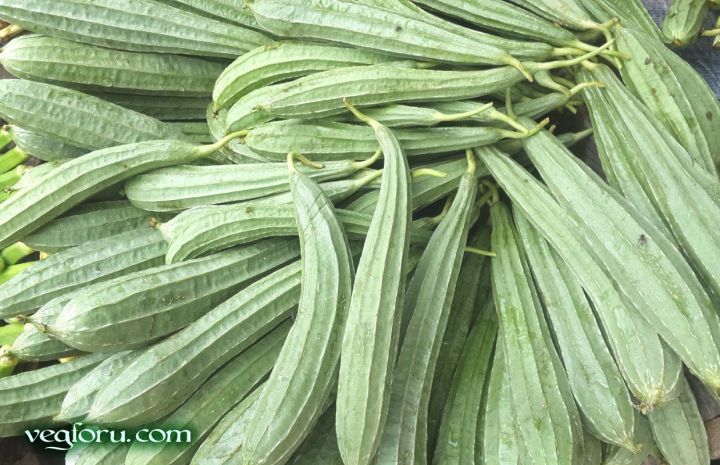 2%20Pack%20HYBRID%20Ridge%20Gourd%20Green%20Jhinga%20vegetable%20seeds%20%20(Intact%202%20Paket)%20-%20Image%203