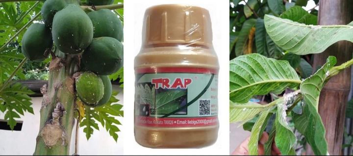 Trap%20(IMO%20Certifide%20Organic%20Pesticides)%20Liegibs%20Products%20(Control%20Aphids,Jassids,%20White%20Flies,BPH,Mealybugs%20and%20other%20sucking%20pests)%20-%20Image%207