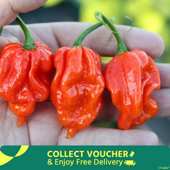 All season Bombai Moric seeds 20  pice + gift