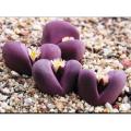 Colorful Lithops Seeds for Plants, Pseudotruncatella ( D-24 ) - 10 pcs. 