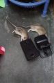 Mouse Traps Indoor Rat Trap For House Mouse Killer Trap (5×3×3 inches).
