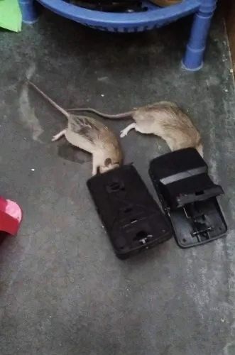 Mouse%20Traps%20Indoor%20Rat%20Trap%20For%20House%20Mouse%20Killer%20Trap%20(5%C3%973%C3%973%20inches)%20-%20Image%206