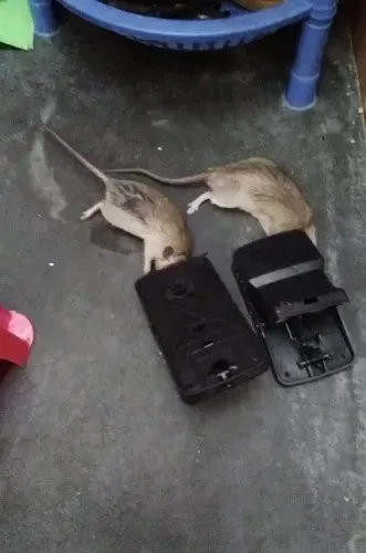 Mouse%20Trap,Reusable%20Mice%20Trap%20for%20House%20Hands-Free%20Quick%20Kill%20Small%20Rat%20Traps%20Indoor%20Outdoor%20Effective%20Sanitary%20Safe%20Mousetrap%20Catcher%20for%20Family%20and%20Pet%20-%20Image%208
