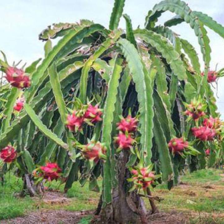 Dragon Fruits Seeds 15 Pis + Gift