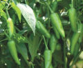 Hybrid Green Chili Bulet Seed 45+Pcs. 
