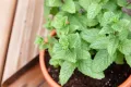 Mint / Pudia Seedd 25+ pcs Seed - পুদিনা পাতা বীজ - ২৫+ টি.
