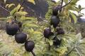 Black diamond apple tree plants dwarf apple bonsai rare perennial fruit plant for home garden plants-10pcs Seeds.