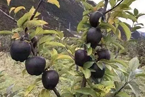 Black%20diamond%20apple%20tree%20plants%20dwarf%20apple%20bonsai%20rare%20perennial%20fruit%20plant%20for%20home%20garden%20plants-10pcs%20Seeds%20-%20Image%202