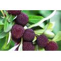 Arbutus Fruit Myrica Rubra Bonsai Red Bayberry Perennial Flower Garden Sweet Fruit Tree Plant & seeds Germination. 