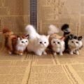 Cute Simulation Cat Plush Toys Soft stuffed Kitten Model Cat Realist Animals For kids girls Birthday Valentine's Day Gift.